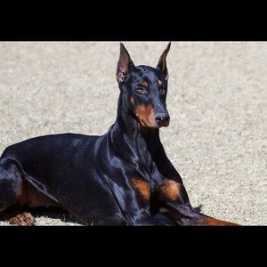 Meet your Posher, Jenny